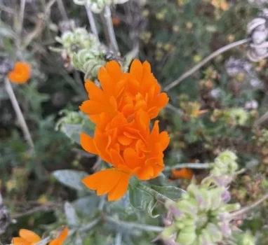 本週健康之音要延期