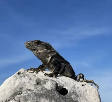本週健康之音直播順延24小時