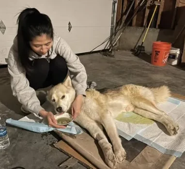 今天健康之音直播主題：再談自然醫學如何奇蹟式救活寵物，無癲癇癱瘓等後遺症。